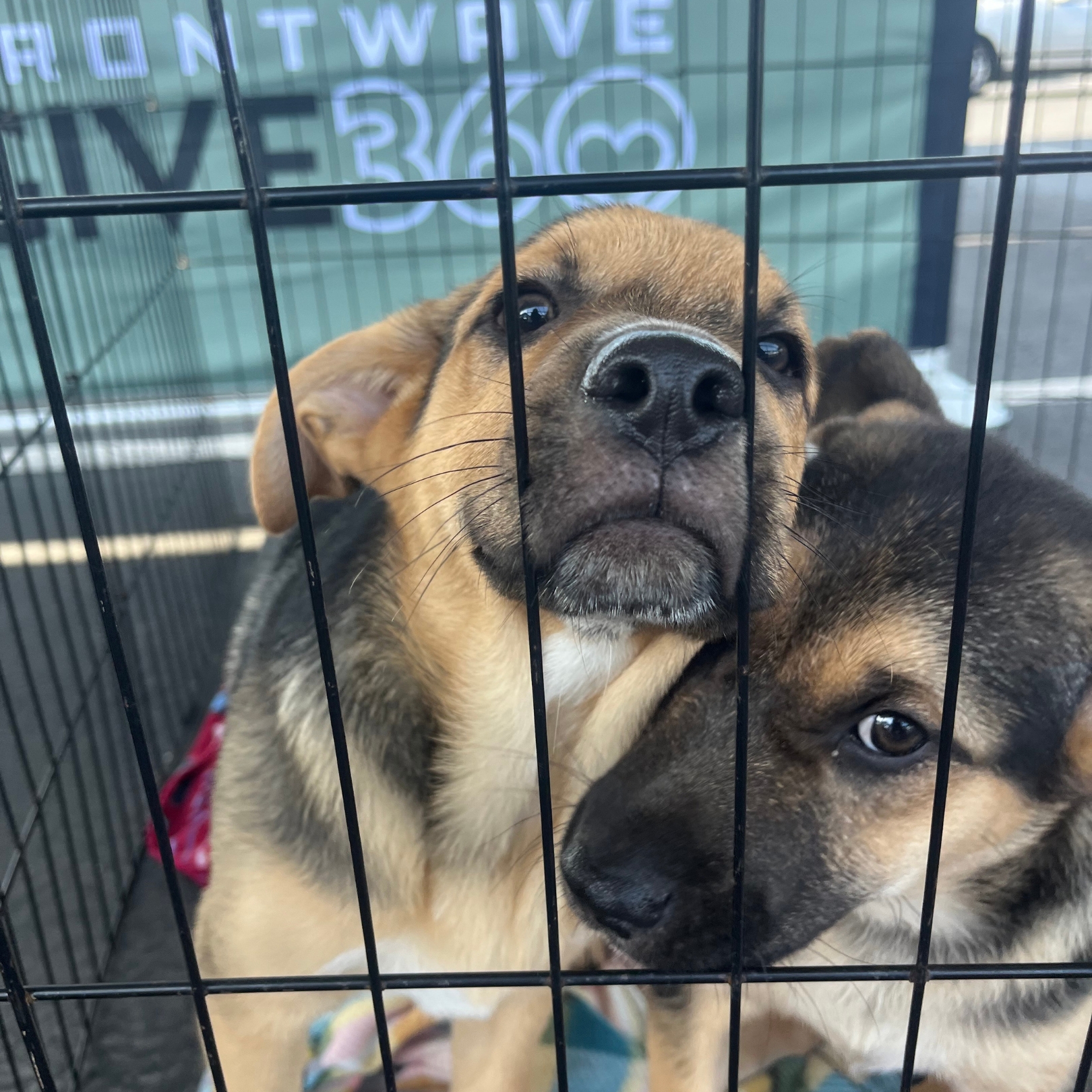 adoption2.jpg
