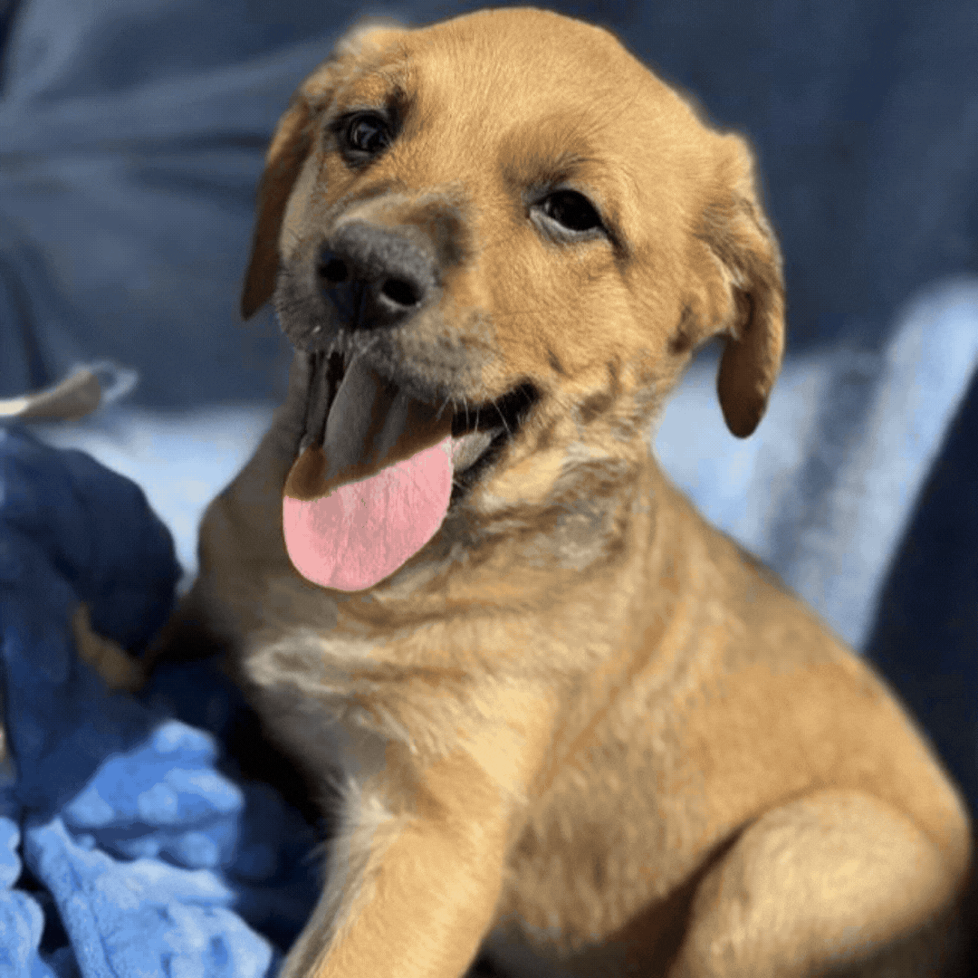 ice-age-puppies.gif