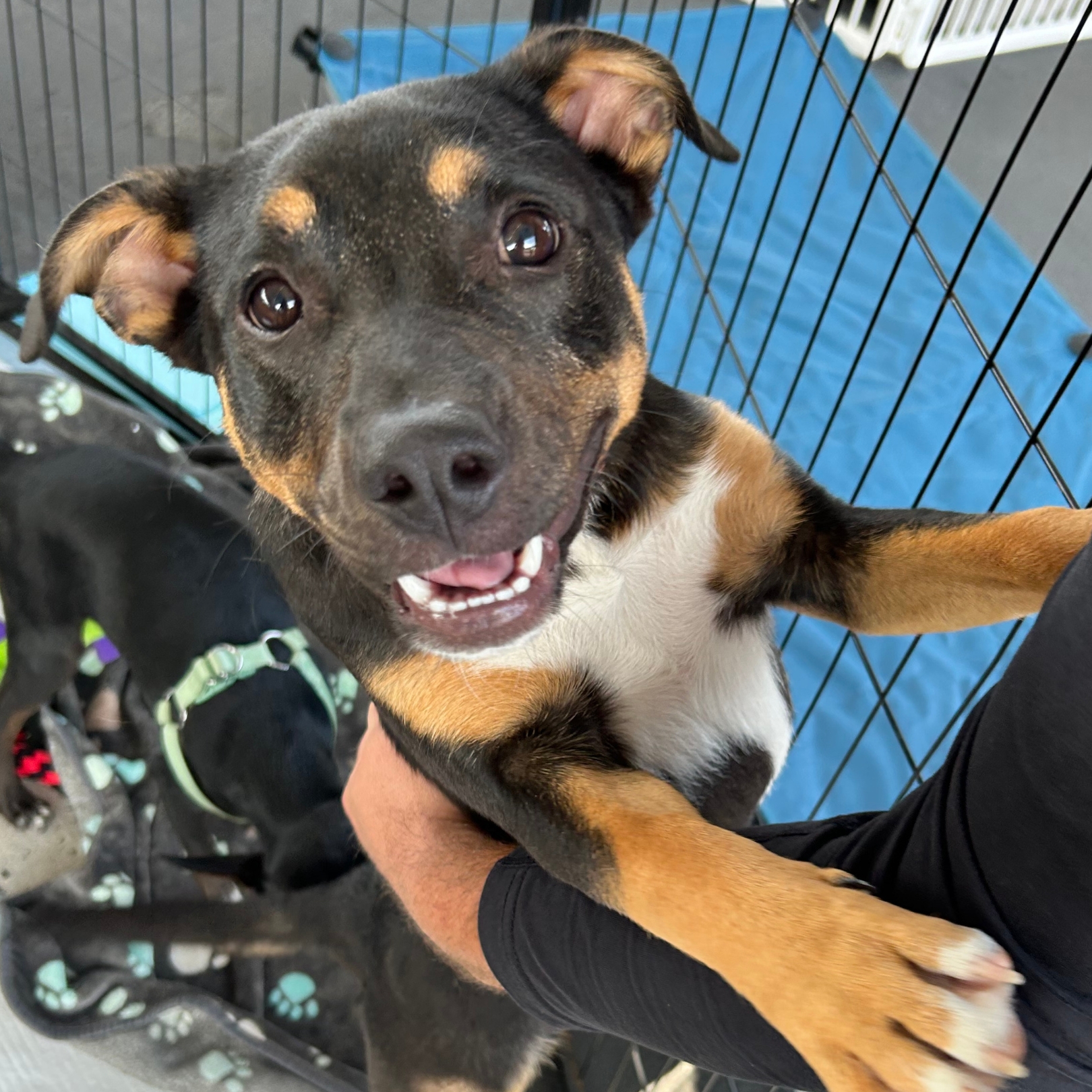 adoption9.jpg