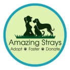 amazing-strays.jpg
