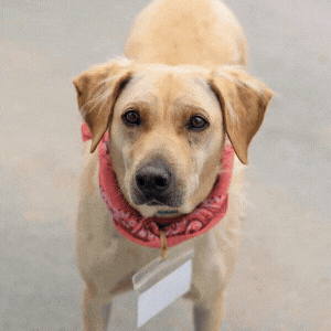 arletta-adopt.gif