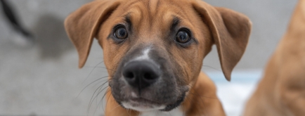 Pet of the Month
