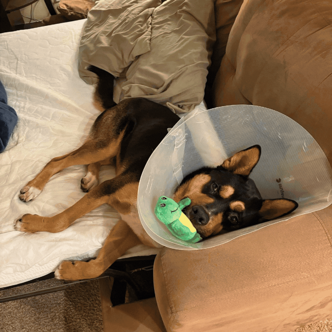 Oscar Adopt Dog